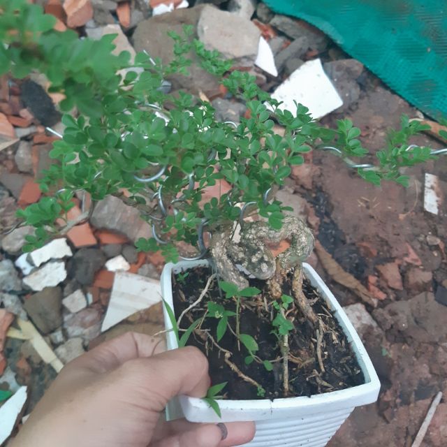 Cần thăng bonsai rể quái