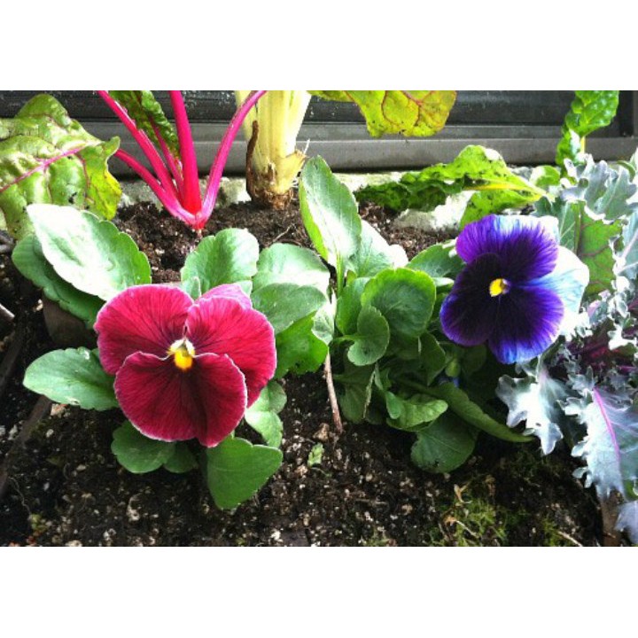 Gói 100 hạt giống hoa pansy mix màu