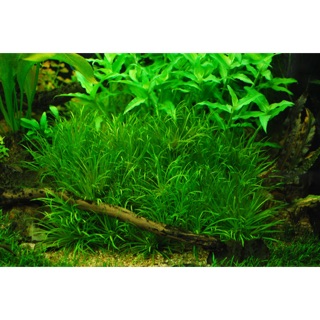 CỎ NHẬT thủy sinh không CO2