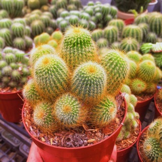 Xương Rồng Bóng Bụi vàng