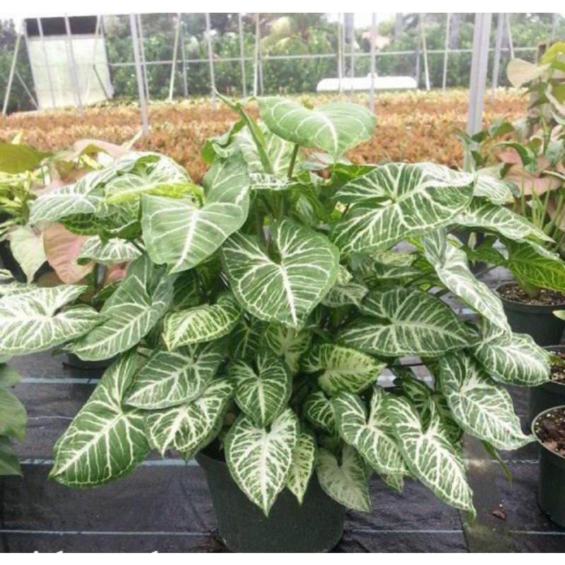 Trầu bà trắng
