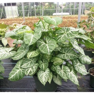 Trầu bà trắng