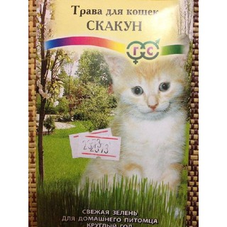 Hạt giống cỏ lúa mì cho thú cưng 1 gói 100gr