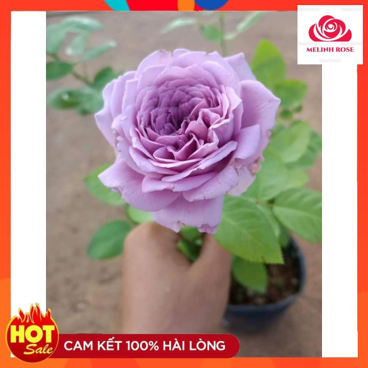Hoa hồng ngoại Kinda Blue rose – Nàng thơ tím lavender hút hồn triệu tín đồ yêu hoa-Vườn Hoa Melinhrose