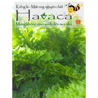 Dương xỉ Dạ Quang nhỏ