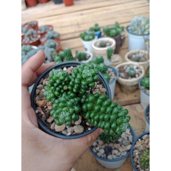 SEN ĐÁ HẠT GẠO LÔNG