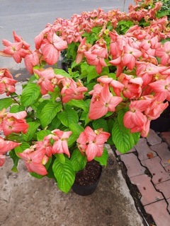 Cây b.ướm hồng