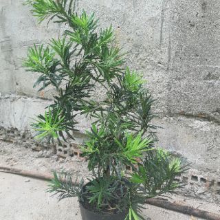 Tùng la hán bonsai 60-70cm