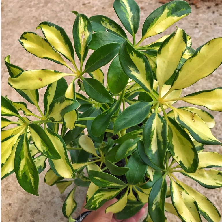 Cây ngũ gia bì cẩm thạch chiều cao 30-35cm lá cây đẹp bắt mắt, sức sống tốt thích hợp trang trí cảnh quan sân vườn