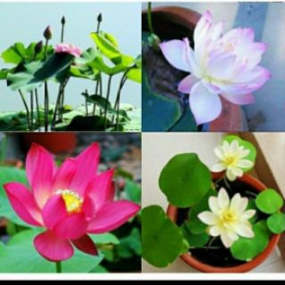 Sen nhật mini  ..gói 10 hạt