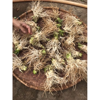 Bột sâm đương quy Đà lạt
