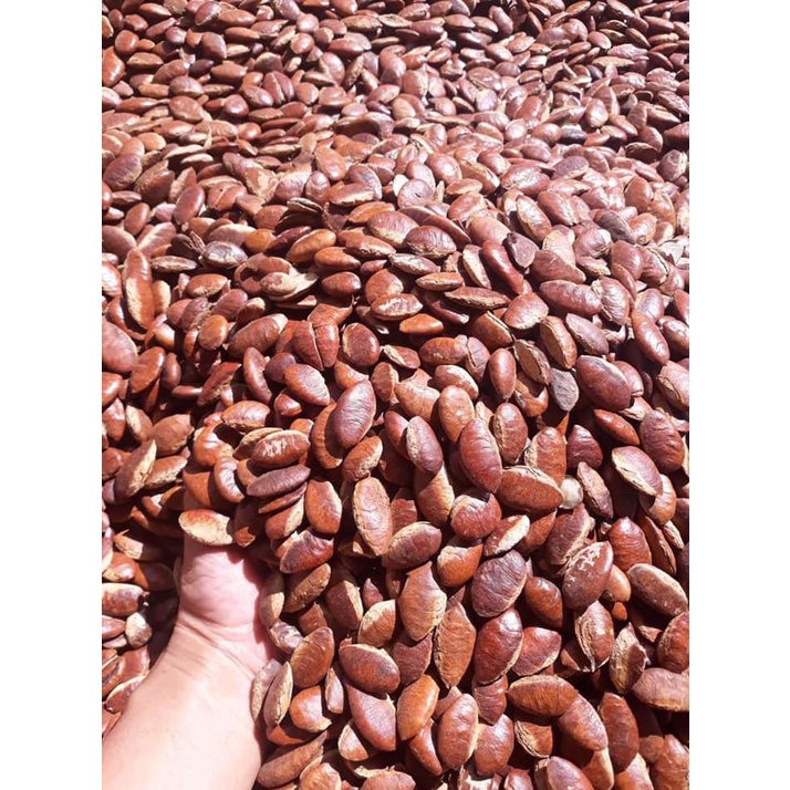 Hạt kơ Nia 500gr loại Đặc Biệt đặc sản núi rừng Tây Nguyên