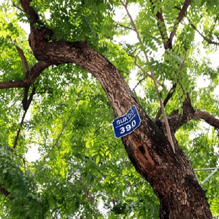 5 Cây giống sưa đỏ cao 40 cm