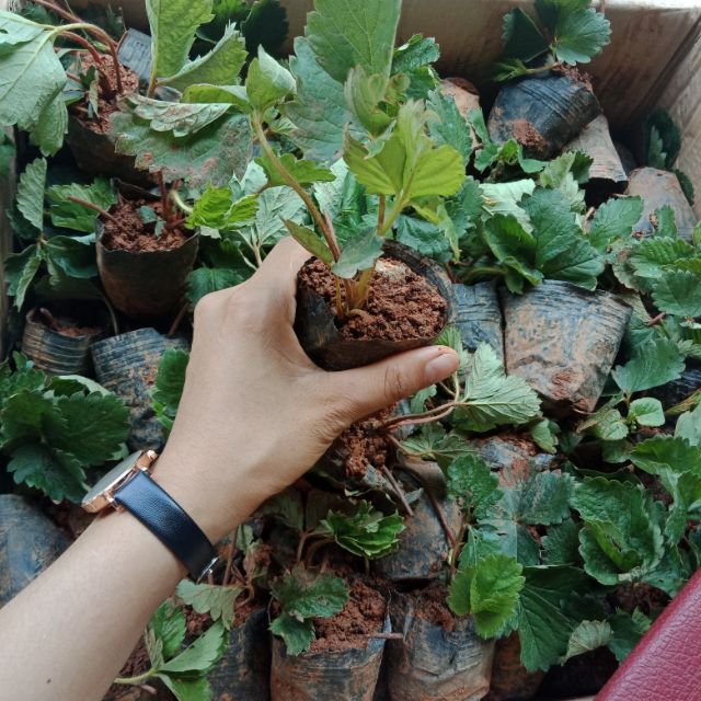 Dâu tây Hana - Cây chịu nhiệt tốt phù hợp với khí hậu miền bắc. Giống cây cho quả ngọt, trồng1,5-2 tháng cho ra trái