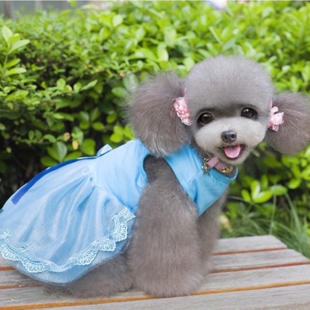 Đầm dạ hội cho thú cưng - Váy công chúa phối ren in chữ dễ thương phía sau đính nơ điệu đà cho chó mèo