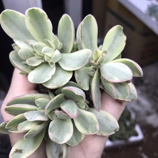 Sen đá Thạch Bích var size vĩ 3-5cm - sen đá Đà Lạt giá rẻ