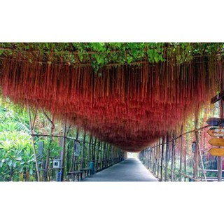 Hạt Giống Cây dây leo Dây liêm hồ đằng, dây tơ hồng thái 10 hạt TÊT SALE ĐỒNG GIÁ SHOP MỚI