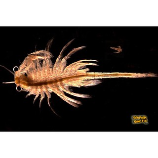 SINH VẬT TIỀN SỬ SEA MONKEY