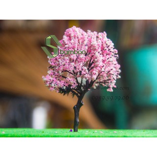 CÂY HOA ANH ĐÀO 14cm