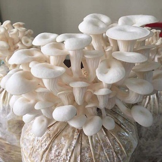 [sỉ nấm] Phôi nấm sò trắng trồng tại nhà - tỉ lệ ra nấm trên 90% (phôi 1.1-1.2 kg)