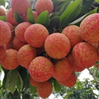 Cây giống vải thiều