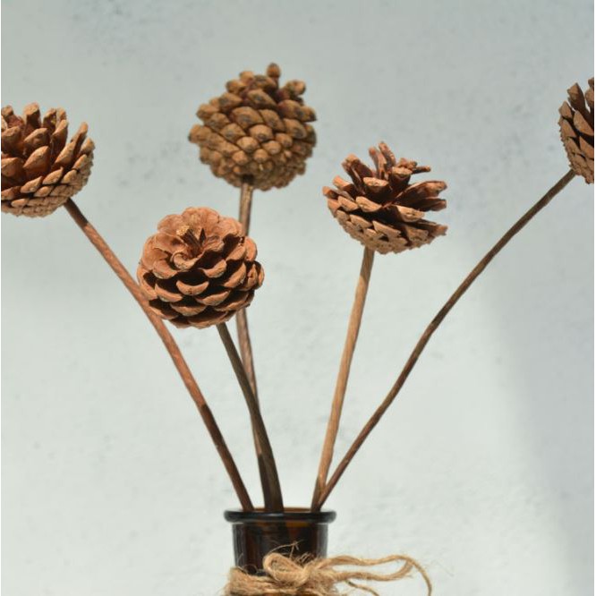 Quả thông khô trang trí decor