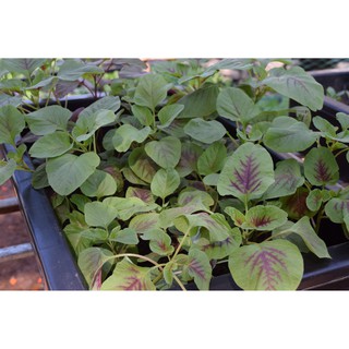 20GR - HẠT GIỐNG RAU DỀN TIỀU