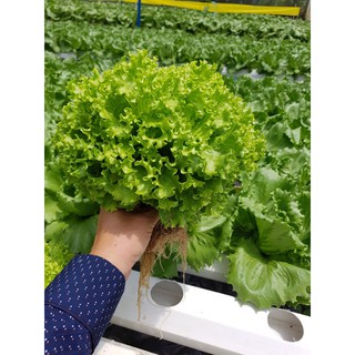 Hạt giống xà lách xoăn cao sản