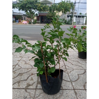 Cây Hoa Giấy