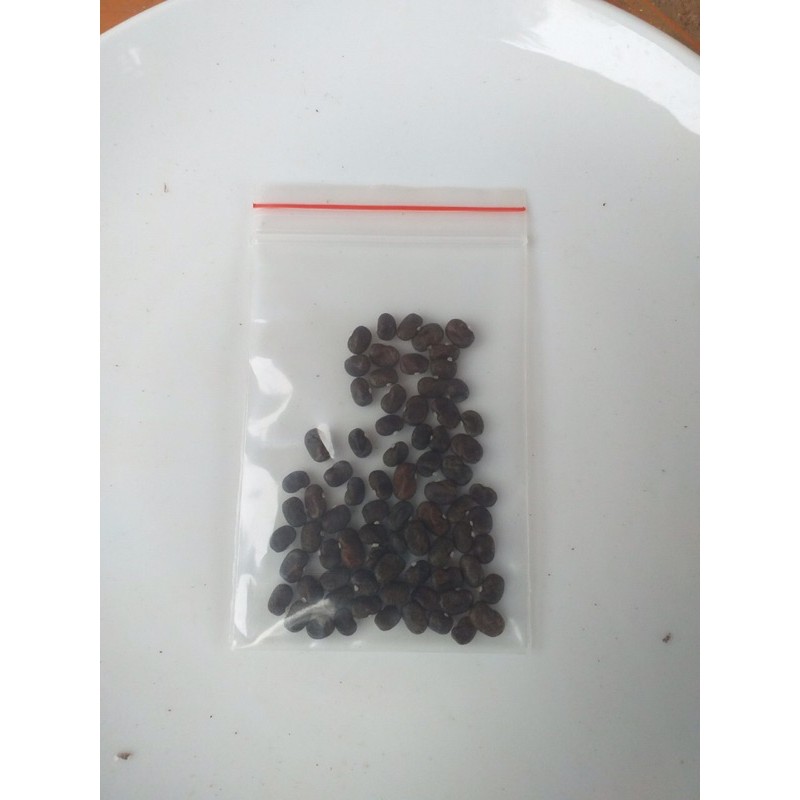 Hạt giống hoa đậu biếc kép