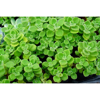 Sen đá Nhất mạt hương bầu nhỏ 6cm