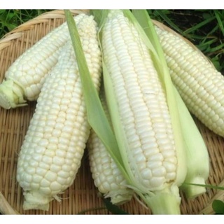 100g hạt giống bắp nếp