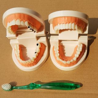 Bé tập đánh răng Mô hình hàm răng giả dùng dạy trẻ về hàm răng, cách đánh răng, mô hình hàm răng tập chải răng