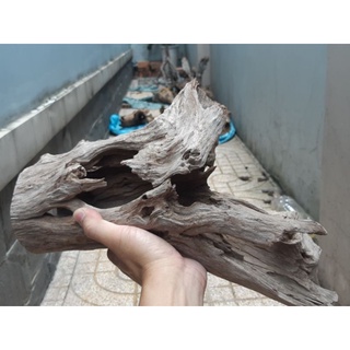 Lũa Ống rỗng cho hồ thủy sinh - vân gỗ đẹp