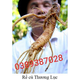 rễ cây sâm thương lực,1kg