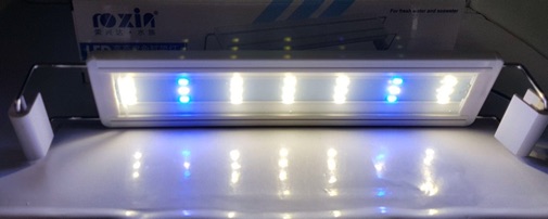 Led roxin 600