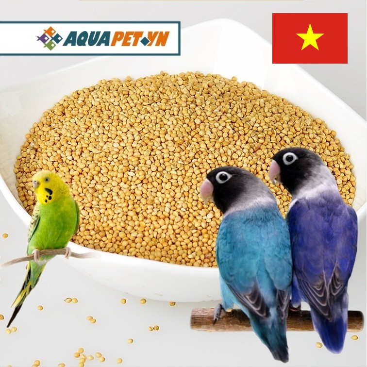 1Kg Kê vàng thức ăn dành cho các loại vẹt, kê Nghệ An, Việt Nam