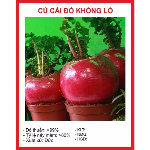 Hạt Giông Củ Cải Khổng Lồ 10 Hạt