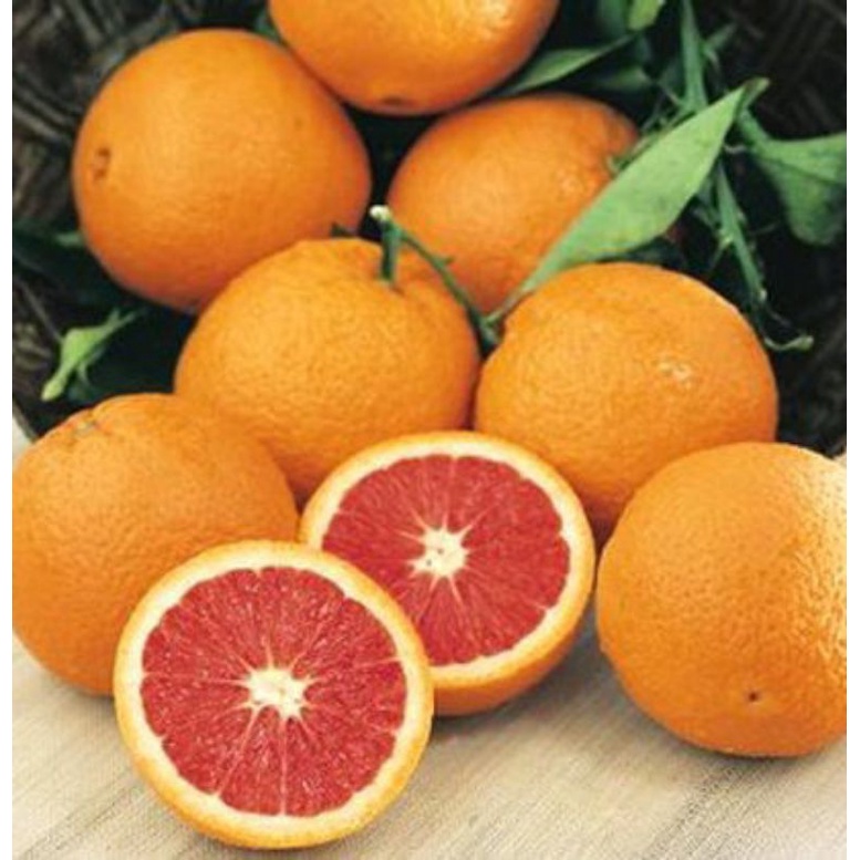 Cây giống cam mỹ navel