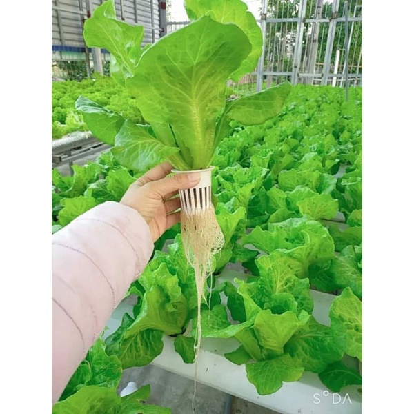 Dinh dưỡng thủy canh hydrolindo chuyên dụng cho rau ăn lá và cây ăn quả