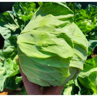 [Hạt giống Nhật Bản] Hạt giống bắp cải trái tim Nhật chịu nhiệt - tỷ lệ nảy mầm 95%