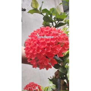 mẫu đơn bông trang phụng hoàng lửa (giao cây cỡ như hình cuối) -bscc