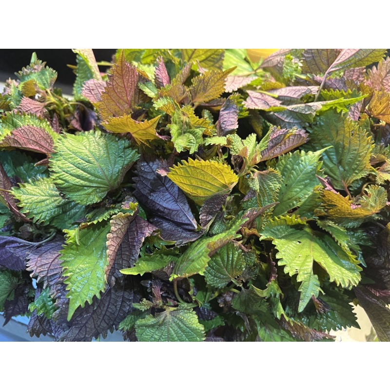 Lá tía tô sấy lạnh