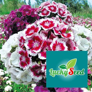 gói 100 hạt giống cẩm chướng chùm nhiều màu LUCKYSEED