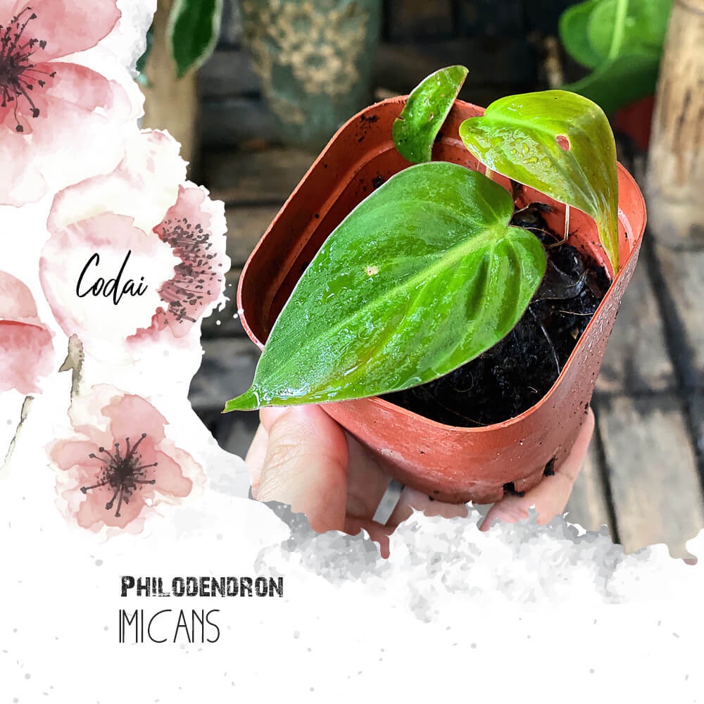 Cây giống Philodendron Micans (Trầu Bà Micans) chậu nhựa