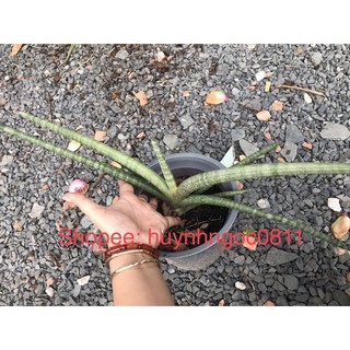 Chậu cây ngà voi
