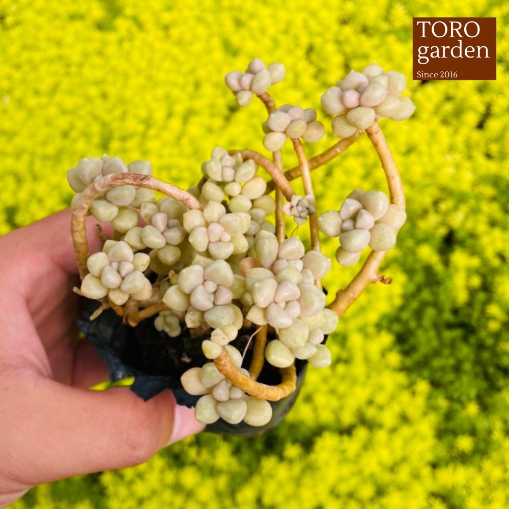 Sen đá kim tuyến cổ thụ Đà Lạt size bé cây cảnh trang trí nhà cửa Toro garden