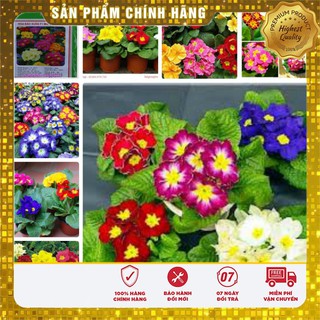 Hạt Giống Hoa Báo Xuân -50 hạt