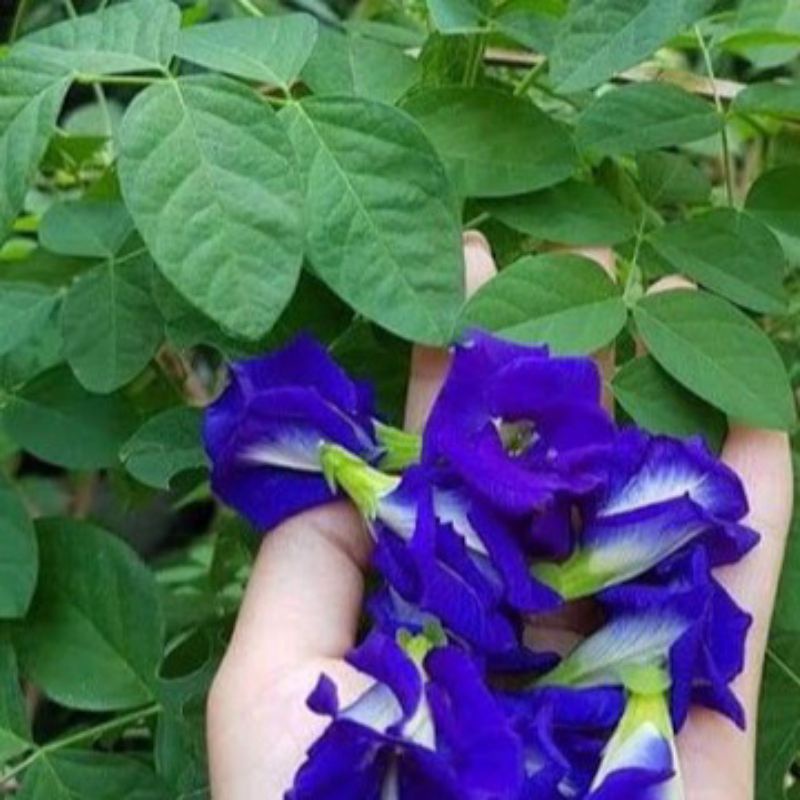 100 hạt giống hoa đậu biếc siêu nảy mầm, hạt đậu biếc