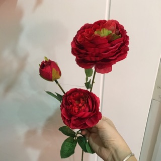 Combo hoa thanh lý giá rẻ